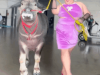 코스프레장에 진짜 소를 끌고옴 ㅋㅋㅋ