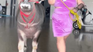 코스프레장에 진짜 소를 끌고옴 ㅋㅋㅋ