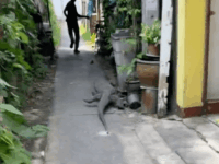 뱀에 이어서 이번엔 대왕도마뱀이 가정집에?!?!