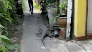 뱀에 이어서 이번엔 대왕도마뱀이 가정집에?!?!