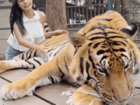 호랑이 꼬리에 맞는 관광객ㅋㅋㅋ