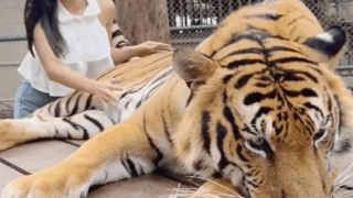 호랑이 꼬리에 맞는 관광객ㅋㅋㅋ