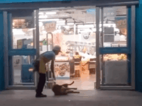 무단출입으로 끌려나가는 댕댕이ㅋㅋㅋ