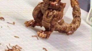 태국의 바선생으로 만든 작품