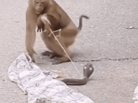 원숭이 몰래카메라 ㅋㅋㅋ