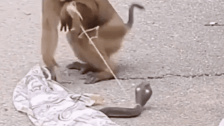 원숭이 몰래카메라 ㅋㅋㅋ