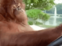 운전하는 오랑우탄?!