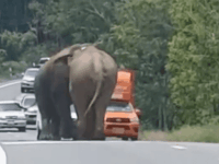 코끼리싸움 직관한 썰 푼다